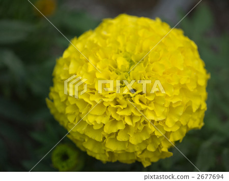 Ping Pong Chrysanthemum 2677694