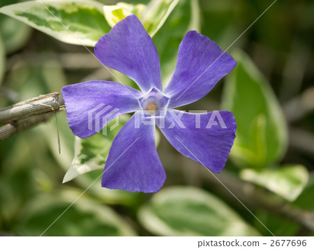 Vine days and grasses 2677696