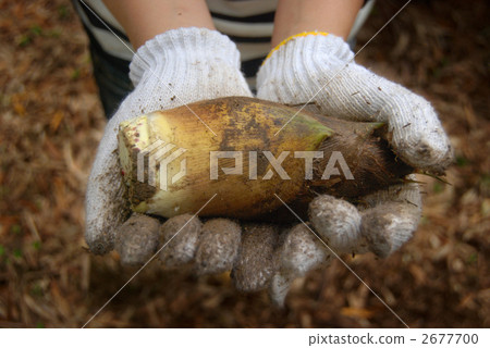 四季竹 竹筍 收穫 2677700