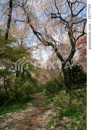 Haraya花園 2677704