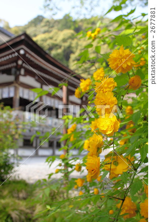 Matsuo Taisha and Yamabuki 2677881