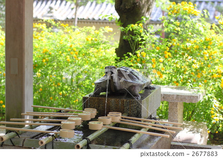 Matsuo Taisha和Yamabuki Matsuo Taisha和Yamabuki 2677883