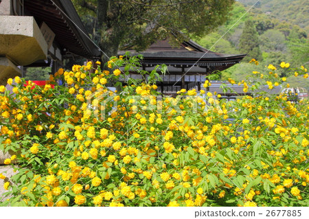 Matsuo Taisha and Yamabuki 2677885