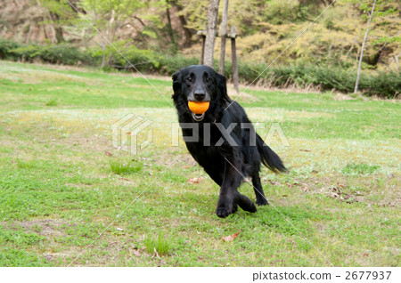 Flat-coated retriever Flat-coated retriever 2677937