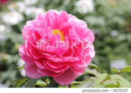 Peony Seven Lucky Gods 2678107