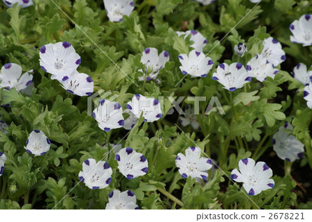Nemophila 2678221