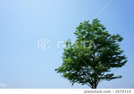 藍天和樹木 藍天和樹木 2678319