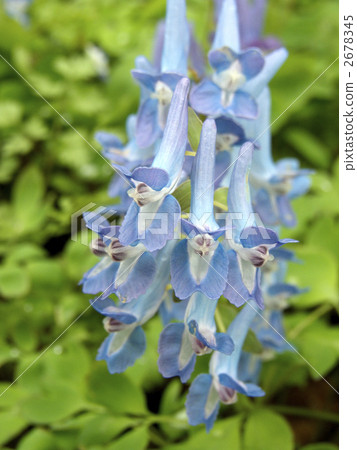 corydalis ambigua, bloom, blossom 2678345