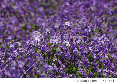 各種各樣的菜花園 2678571