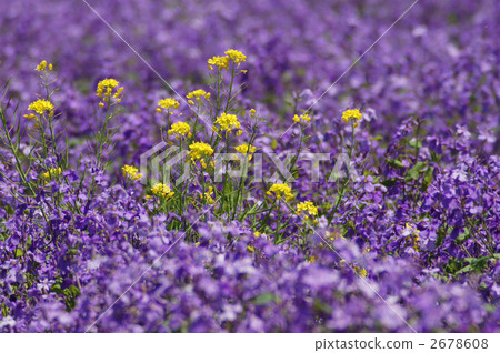 Rape blossoms in flower gardens 2678608