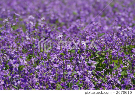Flower garden of various vegetables 2678610