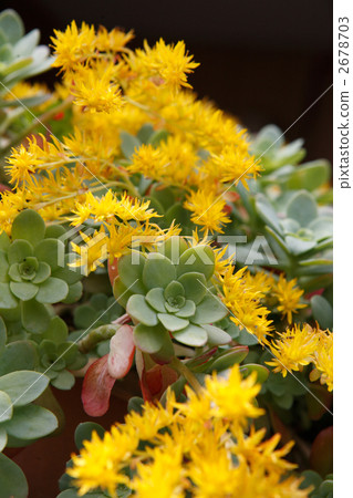 Succulent plants yellow flowers in full bloom Succulent plants yellow flowers in full bloom 2678703