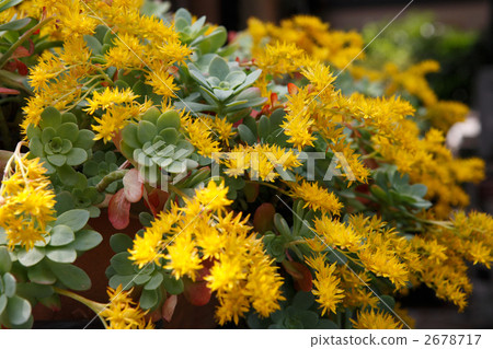 Succulent plants yellow flowers in full bloom 2678717