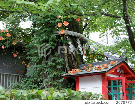 katsurtrees, aizendo, aizen wig 2678773