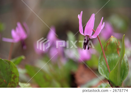 Katakuri Katakuri 2678774