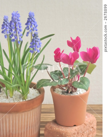 穆斯卡里和迷你仙客來 2678899