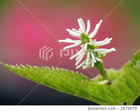 Hitorishizuka Hitorishizuka 2679079