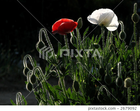 Poppy 2679092