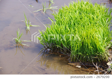 Rice seedling rice production 2679200
