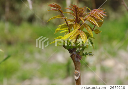 Natural lacquer tree Urushi tree Natural lacquer tree Urushi tree 2679210