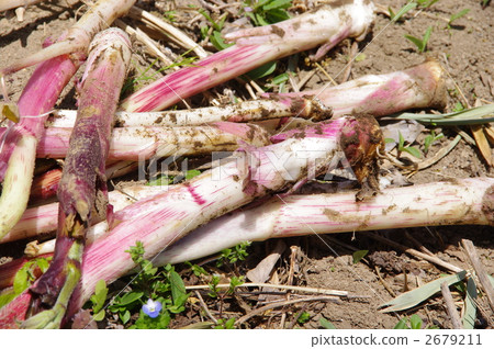 Udo山Udo的收穫 Udo山Udo的收穫 2679211