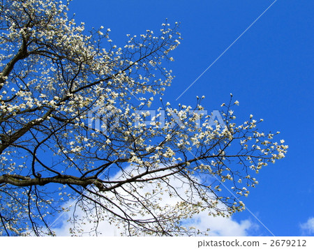 Aozora和Kitakobushi Aozora和Kitakobushi 2679212