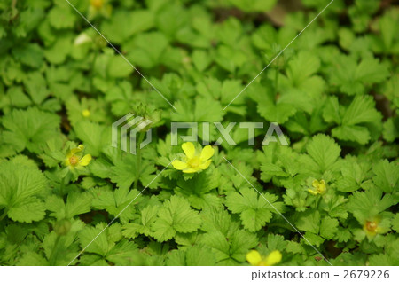 It is said to be poisonous strawberry without snake strawberry flower poison ... 2679226