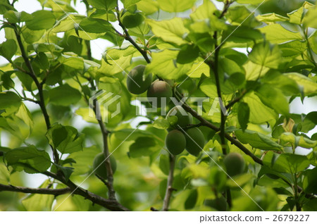 Minami Takumi的水果 2679227