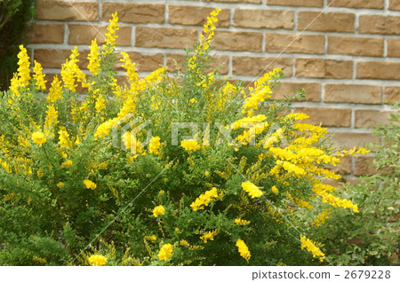 Kinbae分支花 2679228