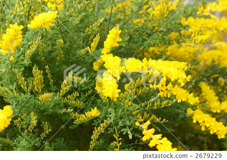 Kinbae分支花 2679229