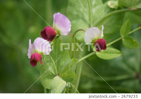 A red colored bean greens grew now ... A red colored bean greens grew now ... 2679233