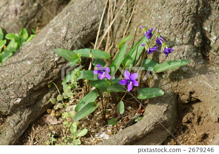 Heba Suigaru春天 2679246