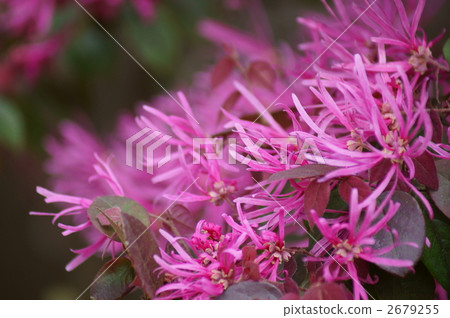 Safflower Tokiwa full bloom is in full bloom Safflower Tokiwa full bloom is in full bloom 2679255