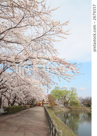 Cherry blossoms in Takamatsu's pond 2679357
