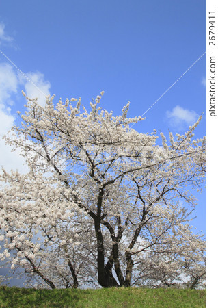 Cherry blossoms of Hinoki Uchikawa 2679411