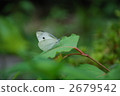 small cabbage white butterfly, butterfly, butterflies 2679542