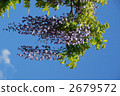 wisteria, wisterium, japanese wisteria 2679572