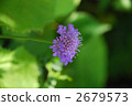 scabiosa, gypsy rose, scabiosa atropurpurea 2679573