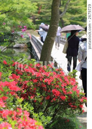 杜鵑花 花朵 花 2679729