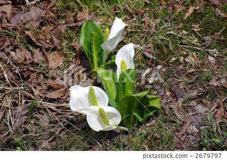 Ootomichi-dake山頂公園水basho 2679797