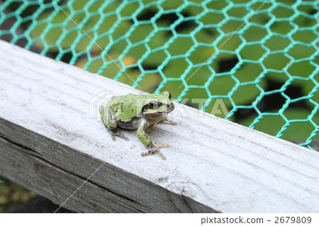 Rain Frog 01 2679809