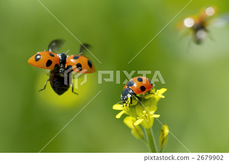 Paradise of Ladybird 2679902
