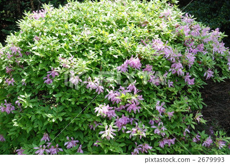 Moti Azalea Moti Azalea 2679993