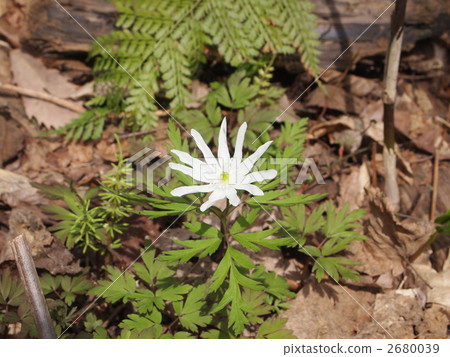 菊花蛋清 2680039