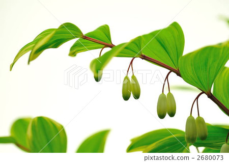 玉竹 花朵 花 2680073