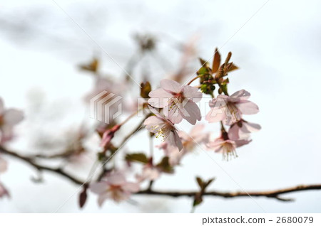 櫻花 櫻 賞櫻 2680079
