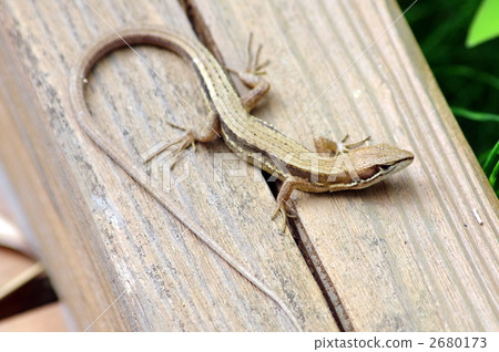 takydromus tachydromoides, kanahebi, reptile 2680173