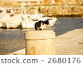 cat, europe, port town 2680176