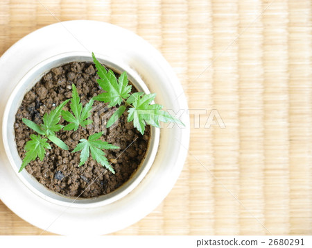 youthful, japanese maple, true leaf 2680291