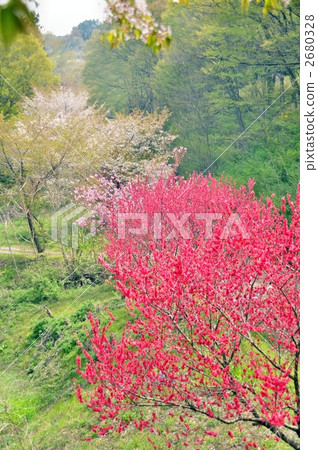 花朵 花 花卉 2680328